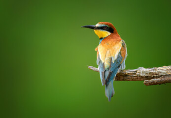 Canvas Print - European bee eater ( Merops apiaster )