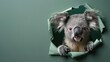 © Boomanoid - Fun coala peeking out of hole. Banner with copy space.