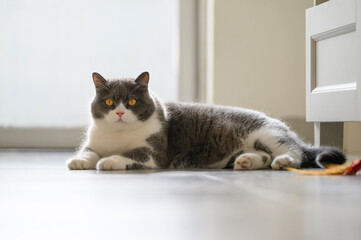 Wall Mural - British shorthair cat lying on the floor