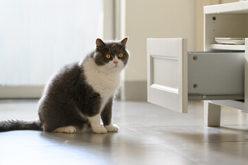 Wall Mural - British shorthair cat sitting on the floor