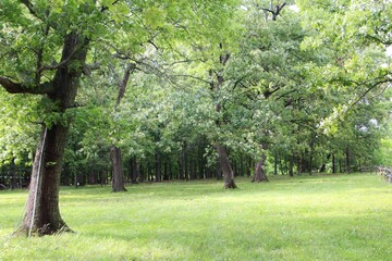 trees in the park