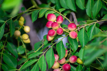 Poster - close up of curry leaves fruits. Fresh curry leaves (Murraya koenigii) plant.