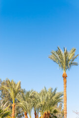 Wall Mural - Palm tree with green leaves on blue background