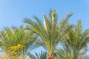 Wall Mural - Palm tree with green leaves on blue background