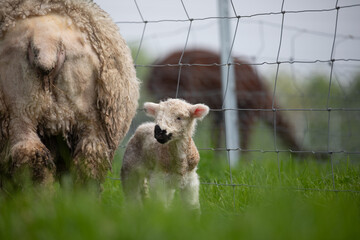 Sticker - baby lambs