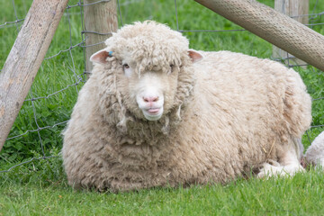 Canvas Print - baby lambs