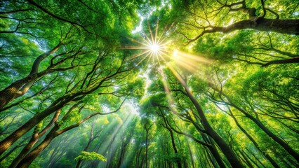 Wall Mural - Rippling sunlight streaming through the lush forest canopy , Nature, Sunlight, Trees, Forest, Sunshine, Beauty, Illumination