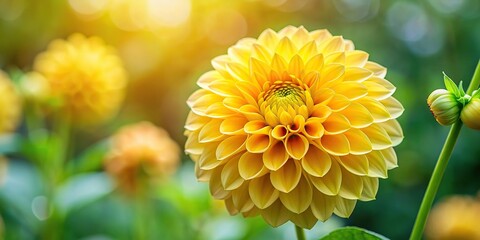 Wall Mural - Vibrant yellow dahlia flower in full bloom, yellow, dahlia, flower, vibrant, bloom, garden, petals, floral, nature, close-up