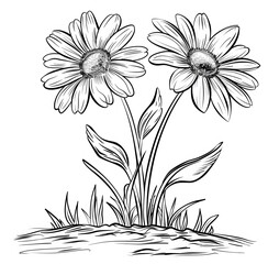 Wall Mural - coloring page for kids, daisies plant with two flowers in the ground