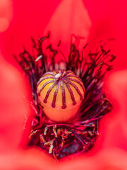 Wall Mural - beautiful poppies in summer - close-up