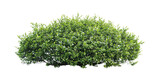 green bushes isolated on transparent background
