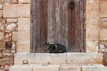 Wall Mural - cat in front of a door in rethymno in crete in greece 