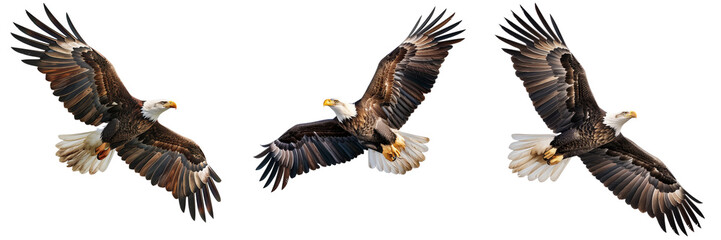 Wall Mural - Set of majestic eagle soaring gracefully isolated on a transparent background