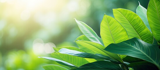 Wall Mural - Close up view of a green leaf against a green garden backdrop with copy space image emphasizing a natural and fresh environment