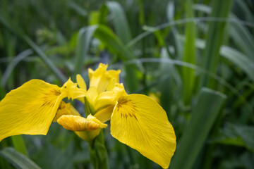 Sticker - grass and flowers in the lake