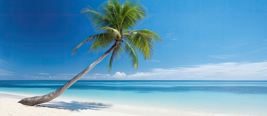 Wall Mural - A serene tropical beach with a lone palm tree set against a clear blue sky and ocean providing a perfect copy space image