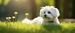 © Ilgun - Adorable Maltese dog relaxing on lush green grass with ample copy space image