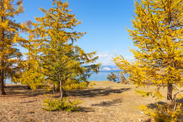 Wall Mural - baikal lake on a sunny autumn day. yellowed bright larch forest on the shore of the small sea. beaut