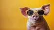 © PRI - Cool Pig Wearing Sunglasses Against Yellow Backdrop