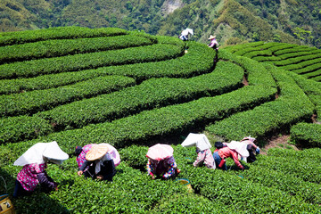 Beautiful tea plantation landscape on the mountaintop of Shizhao in Chiayi, Taiwan.