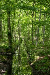 Poster - forest in the morning