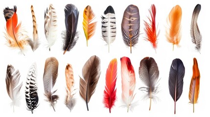 Wall Mural - collection of assorted feathers on white background