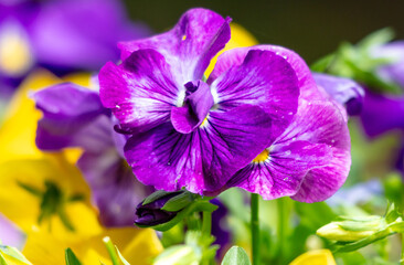 Wall Mural - Multi-colored violets in a park in nature