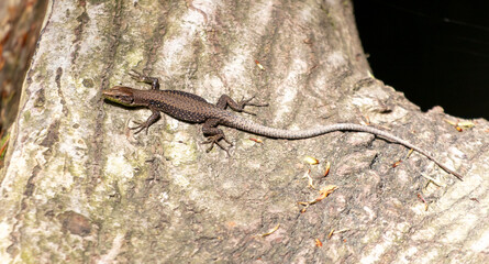 Wall Mural - Close up portrait of a lizard in the wild