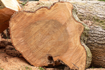 Sticker - Slice on a tree stump