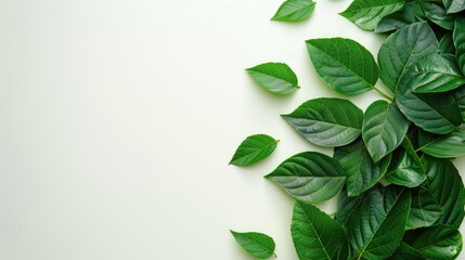 Wall Mural - layout of green leaves with empty white space
