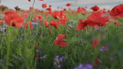Aufkleber - Camera mover through red poppies and other field summer flowers. Red poppy field, flowers sway in the wind. Gimbal, shallow DOF shot