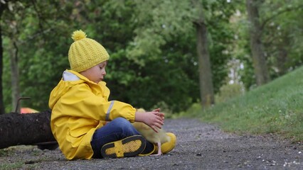 Sticker - Cute little school child, playing with little gosling in the park on a rainy day