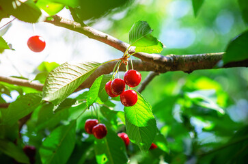 Wall Mural - Ripe cherry berries in garden among green leaves. Berry harvest in summer garden