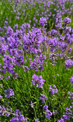 Wall Mural - Flowers of beautiful blooming lavender, close-up