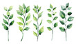 © LOVE VECTOR - Watercolor set of green twigs with leaves. Green leaves on transparent background vector illustration, design element for invitation and more. Nature botanical foliage watercolour, decorative plant