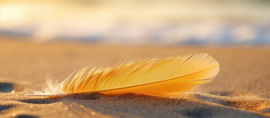 Poster - Golden yellow sandy beach texture background of sand with feather in view Baltic sea shore cost seaside Closeup of ground Vacation holiday natural nature Sand with some details in it. Creative banner