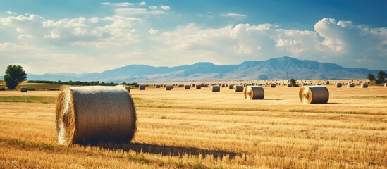 Poster - summer rural landscape with a field and hay rolls. Creative banner. Copyspace image