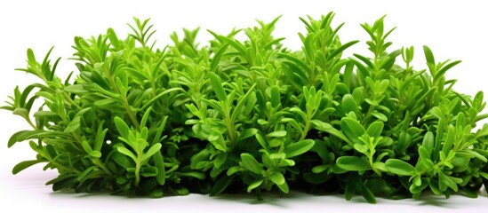 Aufkleber - fresh tyme green organic cultivation in the garden close up view. Creative banner. Copyspace image