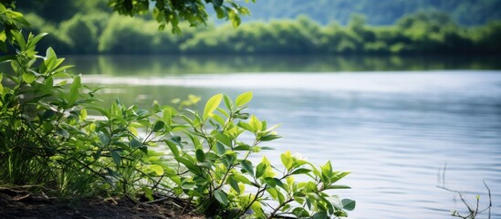 Aufkleber - A plant in the foreground hides a small hidden beach on the river. Creative banner. Copyspace image