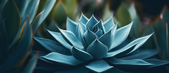 Poster - Close up of Queen Victoria Agave Agave victoriae reginae a succulent plant. Creative banner. Copyspace image
