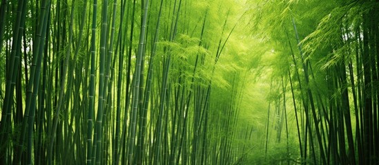 Poster - densely photographed green bamboo trees. Creative banner. Copyspace image