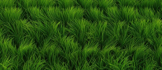 Poster - background grass pattern. Creative banner. Copyspace image