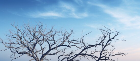 Canvas Print - stunning sky and dry tree branches look beautiful. Creative banner. Copyspace image