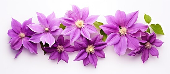 Aufkleber - Flower purple clematis isolated on white background Floral pattern object Flat lay top view. Creative banner. Copyspace image