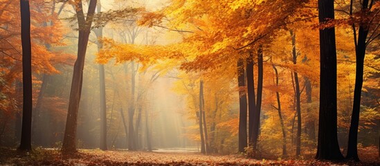 Poster - Autumn forest is so beautiful. Creative banner. Copyspace image