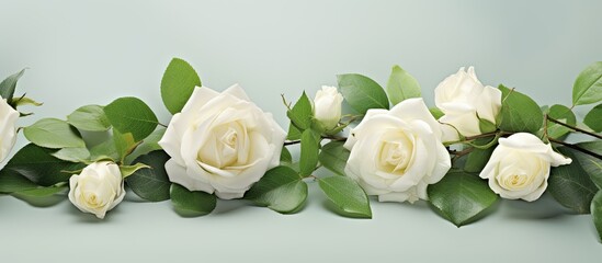 Aufkleber - White roses Claire in full bloom White rose flower with green leaves. Creative banner. Copyspace image