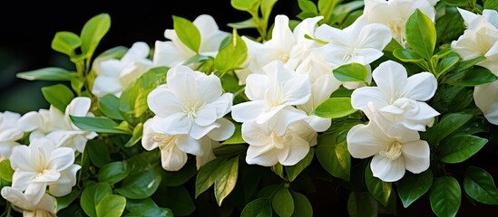 Poster - Arabian jasmine Jasminum sambac is a species of jasmine native to tropical Asia Small shrub or vine It is widely cultivated for its attractive and sweetly fragrant flowers Perfumes and jasmine tea
