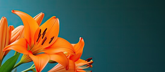Poster - Orange Asiatic lily flower close up. Creative banner. Copyspace image
