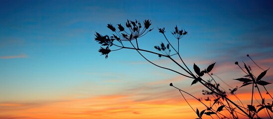 Wall Mural - silhouette plant at sunset. creative banner. copyspace image