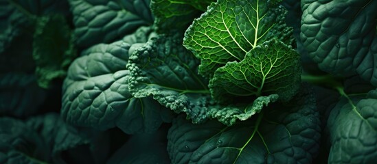 Poster - Green cauliflower leaves closeup in autumn. Creative banner. Copyspace image
